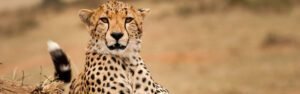 guepardo