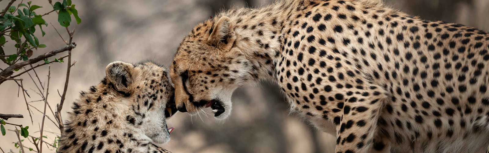 safari-tanzania
