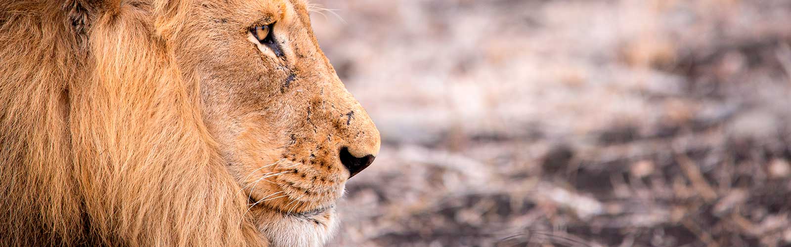 safaris-africa