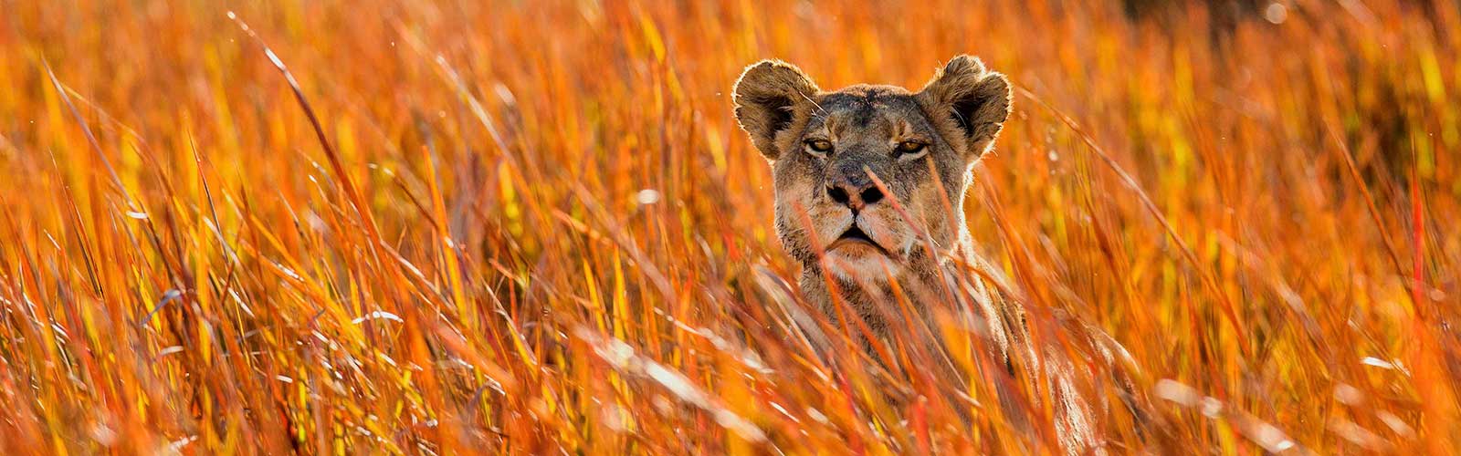 safaris-botswana
