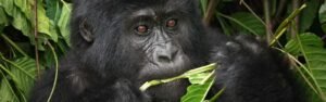 viajar-uganda-safari-gorilas